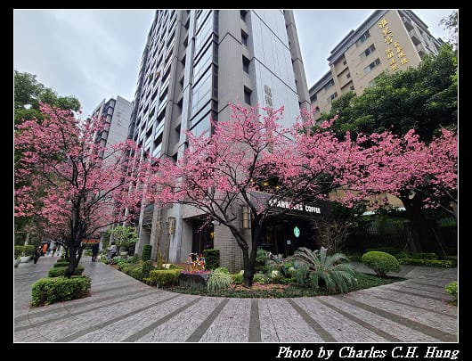 櫻花_011.jpg 櫻花_011.jpg