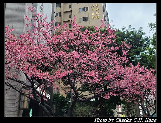 櫻花_021.jpg 櫻花_021.jpg