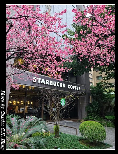 櫻花_015.jpg 櫻花_015.jpg