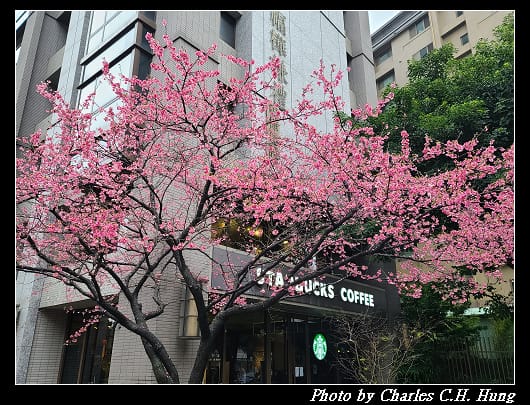 櫻花_023.jpg 櫻花_023.jpg