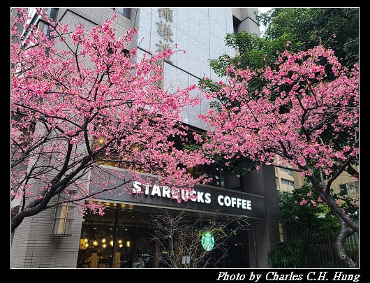 櫻花_013.jpg 櫻花_013.jpg