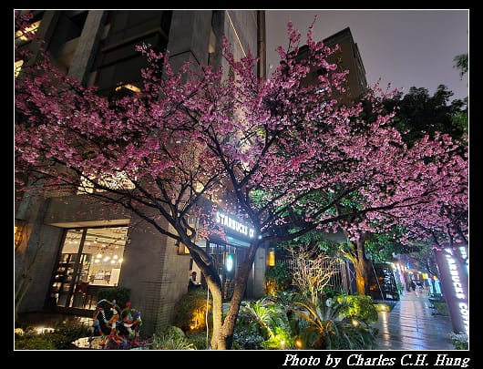 櫻花_010.jpg 櫻花_010.jpg