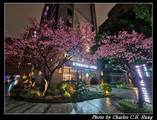 櫻花_003.jpg 櫻花_003.jpg
