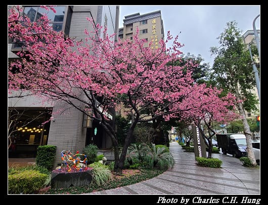 櫻花_019.jpg 櫻花_019.jpg