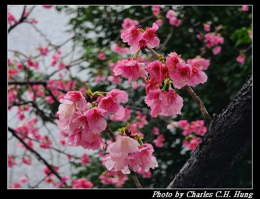櫻花_016.jpg 櫻花_016.jpg