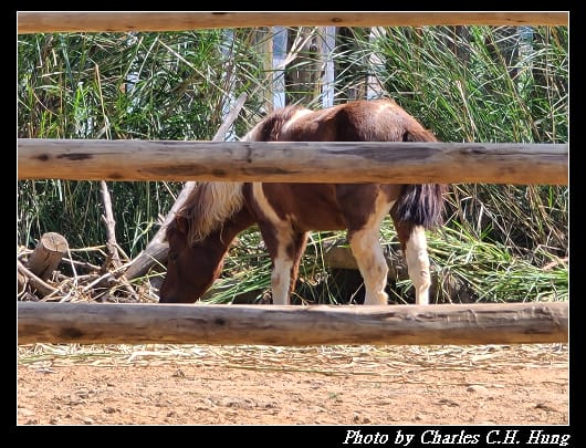 動物園_022.jpg