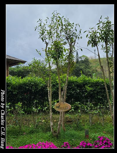 喝喝茶_004.jpg 喝喝茶_004.jpg