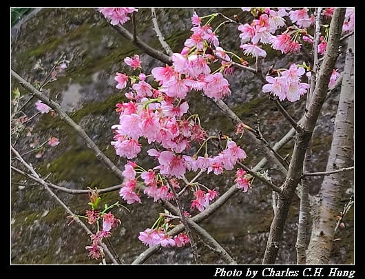 碧山巖_050.jpg