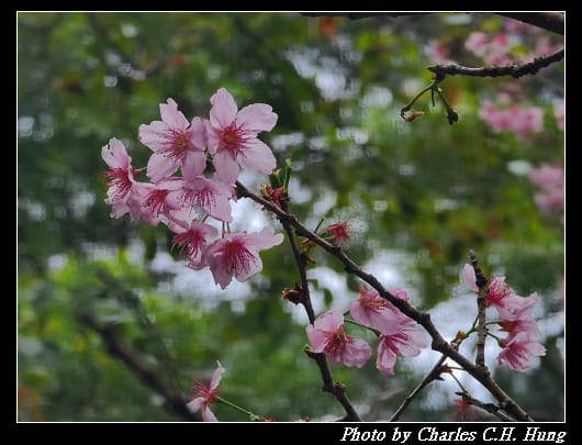 碧山巖_046.jpg
