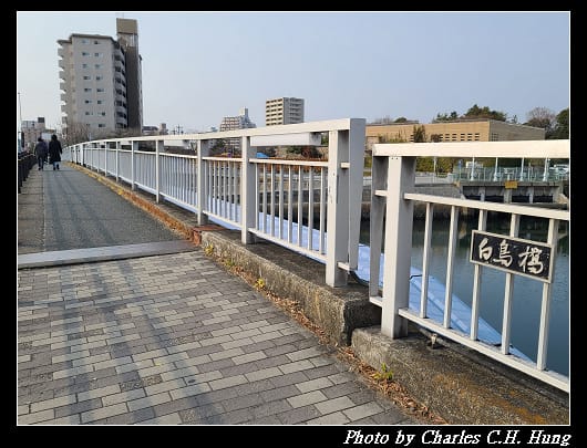 白鳥_001.jpg