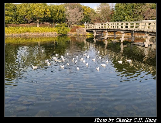 白鳥_029.jpg