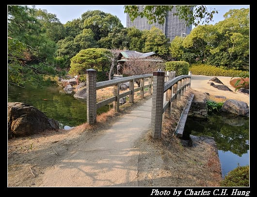 白鳥_044.jpg