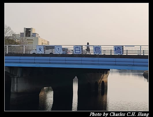 白鳥_005.jpg