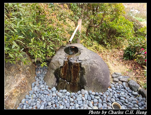 白鳥_099.jpg