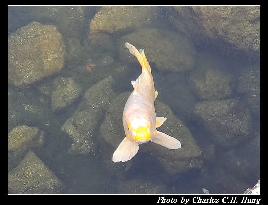 白鳥_033.jpg
