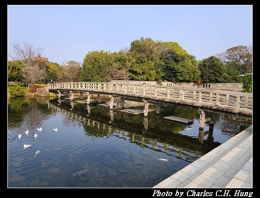 白鳥_028.jpg