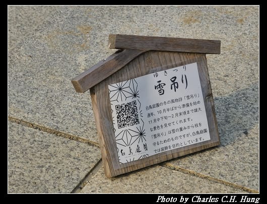 白鳥_027.jpg