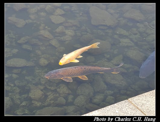 白鳥_032.jpg