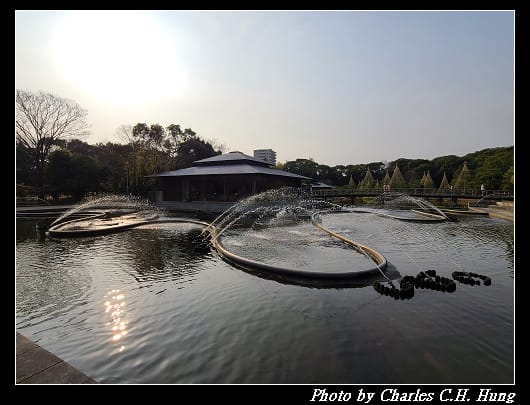 白鳥_071.jpg