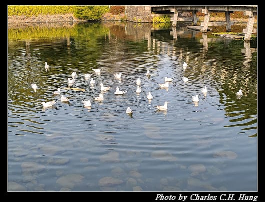 白鳥_030.jpg