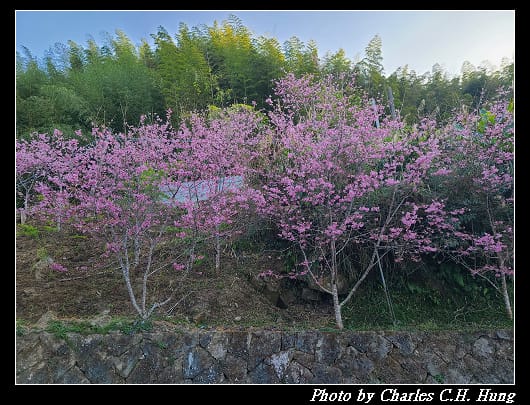 櫻之道_004.jpg 櫻之道_004.jpg