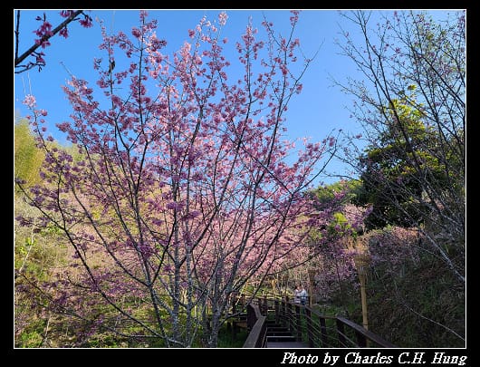 櫻之道_020.jpg 櫻之道_020.jpg