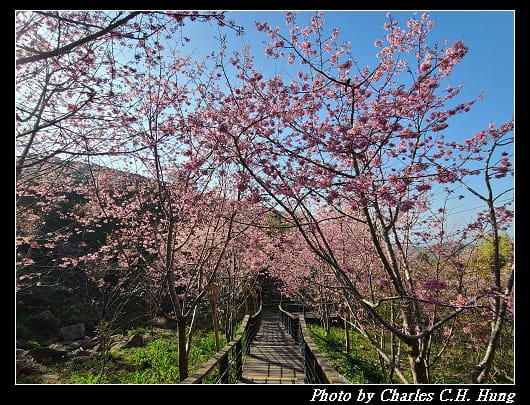 櫻之道_015.jpg 櫻之道_015.jpg
