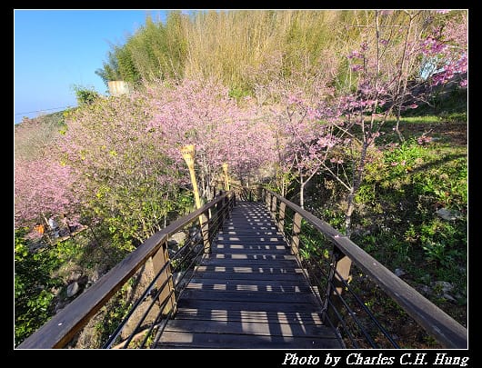 櫻之道_011.jpg 櫻之道_011.jpg