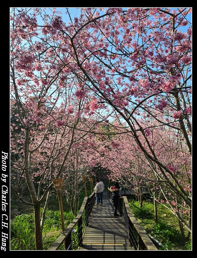 櫻之道_014.jpg 櫻之道_014.jpg