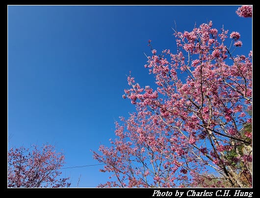 櫻之道_024.jpg 櫻之道_024.jpg