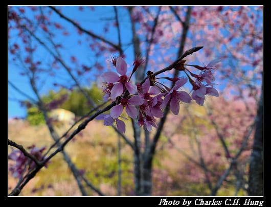 櫻之道_016.jpg 櫻之道_016.jpg