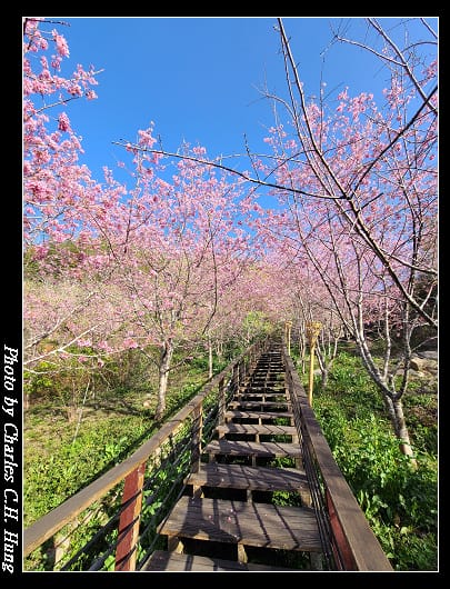 櫻之道_021.jpg 櫻之道_021.jpg