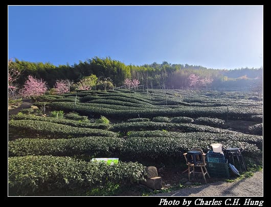 櫻之道_027.jpg 櫻之道_027.jpg