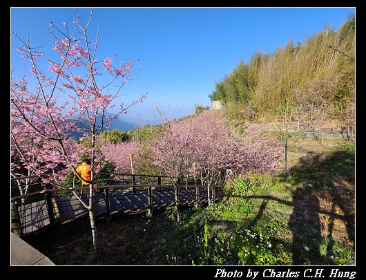櫻之道_010.jpg 櫻之道_010.jpg