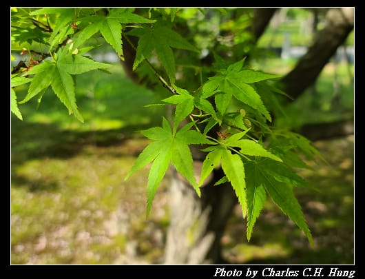二條城_090.jpg