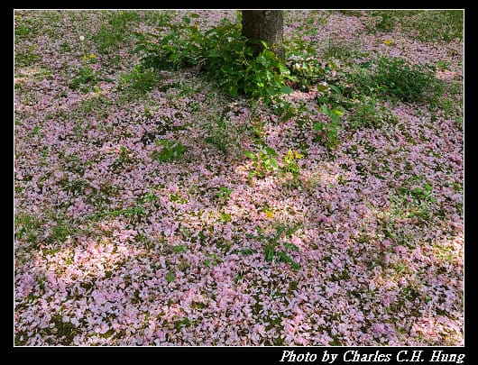 二條城_086.jpg