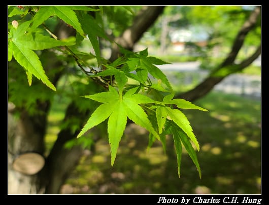 二條城_089.jpg