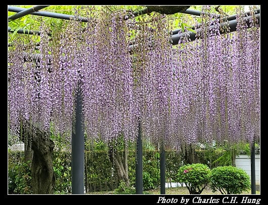 平等院_018.jpg