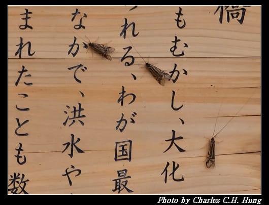 縣神社_037.jpg