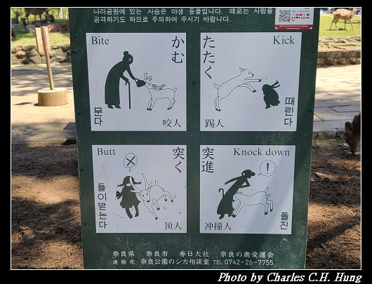 鹿_034.jpg