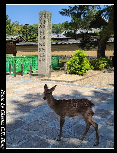 東大寺_019.jpg