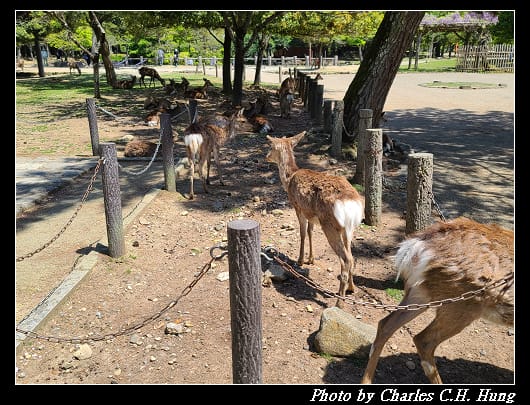 東大寺_004.jpg