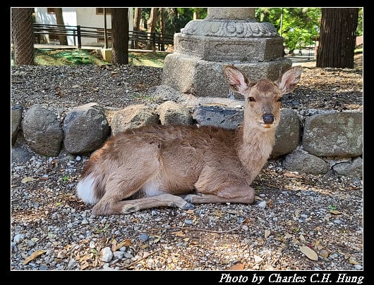 二月堂_007.jpg 二月堂_007.jpg