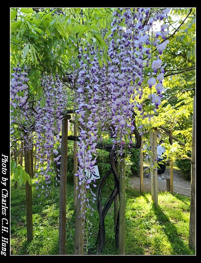 萬葉_037.jpg 萬葉_037.jpg
