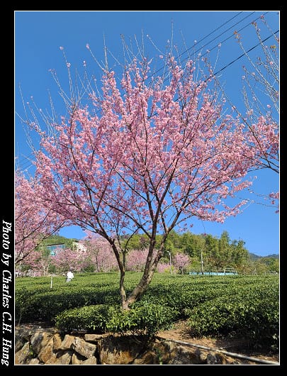 中興_011.jpg