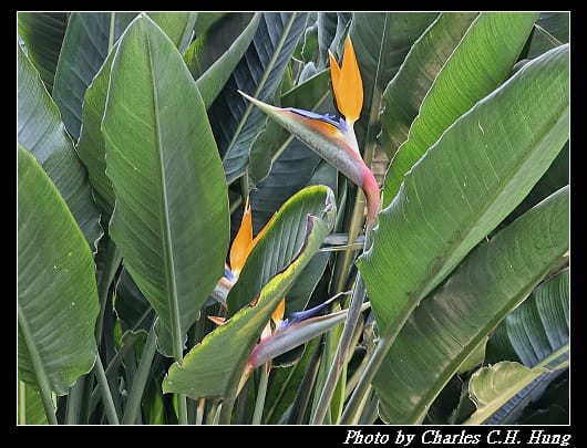 花穹_061.jpg