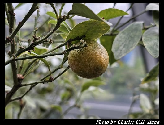 花穹_069.jpg