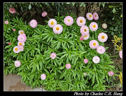 花穹_052.jpg