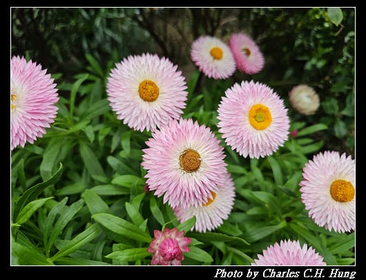花穹_053.jpg