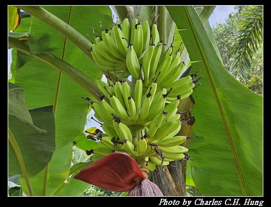 植物園_099.jpg